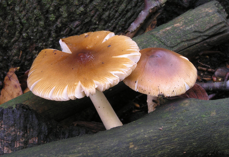 Amanita fulva